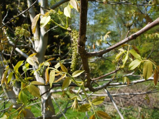 Blühender Walnussbaum