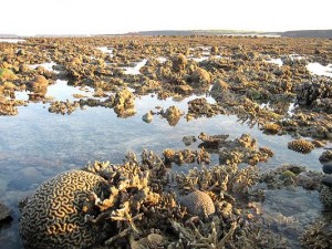 Korallenriff in Australien