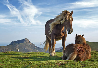 1. Platz - Pferde auf dem baskischen Berg Bianditz, Spanien. Im Hintergrund der Berg Aiako Harria.