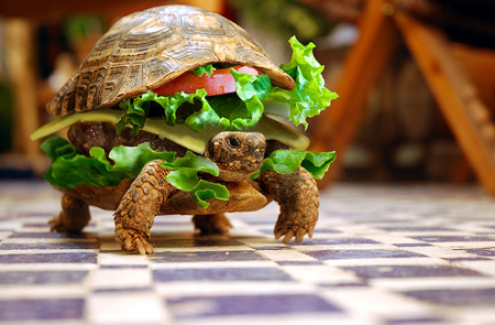 Schildkröten Burger