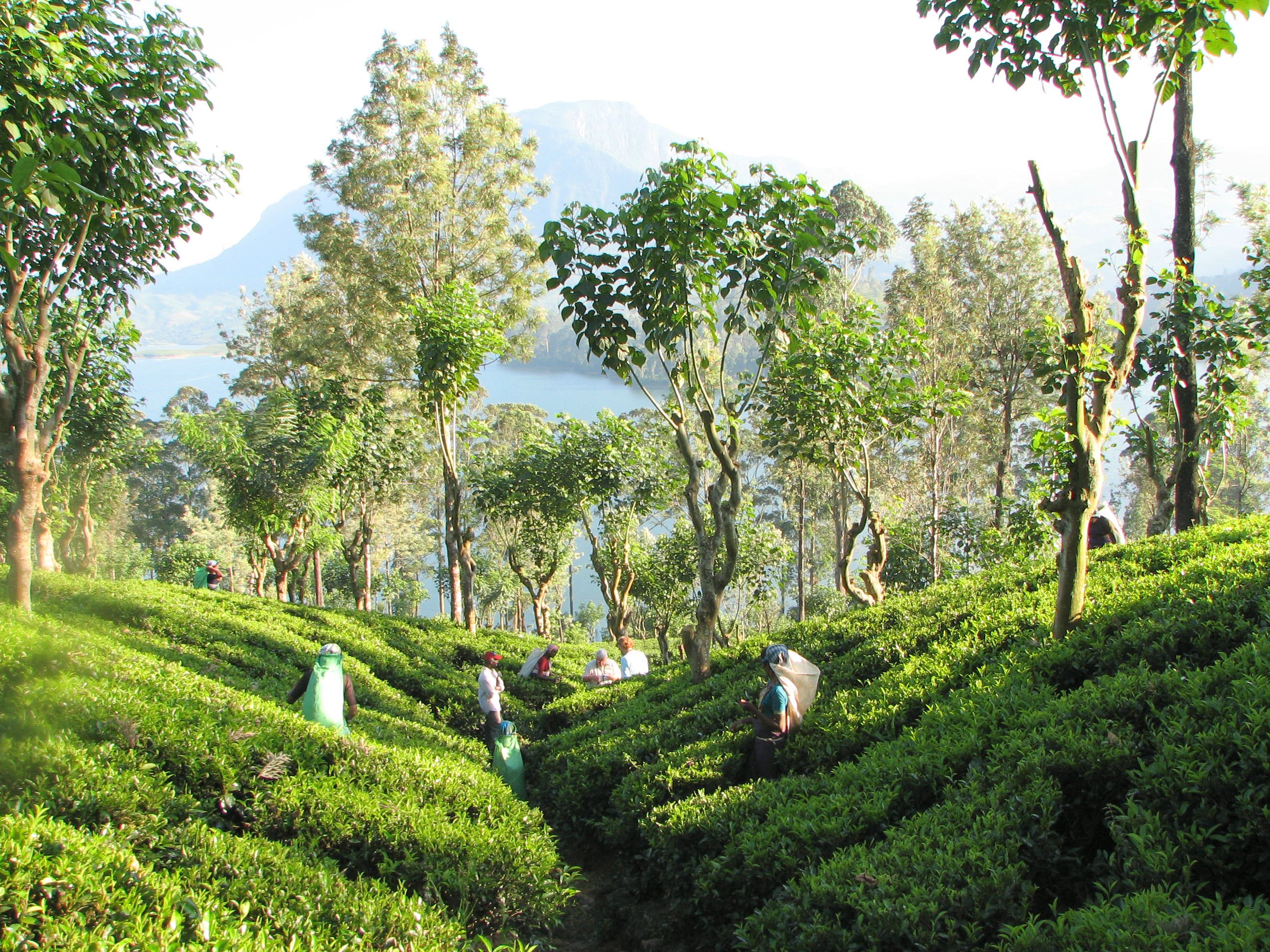 Tee Plantage
