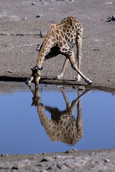 Giraffe - Hals zu kurz