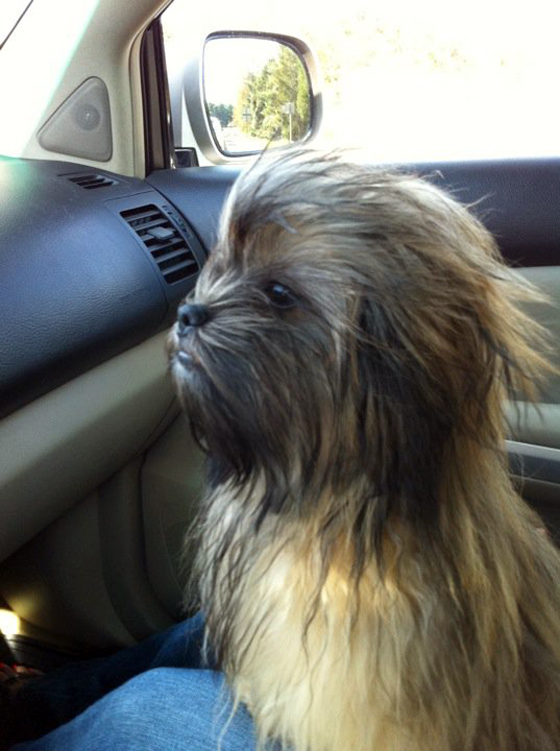 Wookie auf dem Beifahrersitz